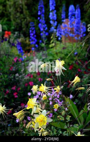 Aquilegia chrysantha gelbe Königin, blaues Delphinium im Hintergrund, blaue und gelbe Blumen, Gärten, Blume, Blumen, Blüte, gemischte Pflanzkombination, mi Stockfoto