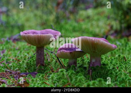 Primrose Brittlegill, Russula sardonia, auf moosigem Gras Stockfoto