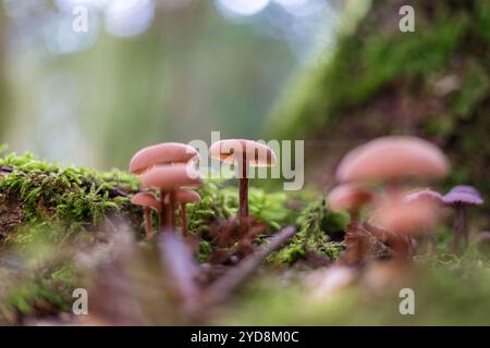 Eine bunte Gruppe von Pilzen wächst aktiv auf einem üppigen, moosigen Felsen, der tief in den ruhigen Wäldern liegt und eine schöne Szene schafft Stockfoto
