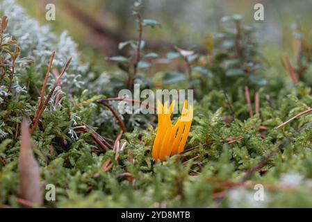 Hellgelbe Korallenpilze (wahrscheinlich Ramaria aurea) wachsen im Wald in Lettland, Europa Stockfoto