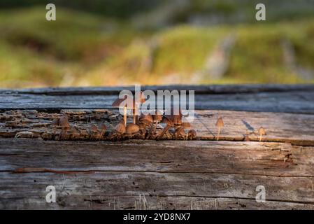 Eine Gruppe kleiner Pilze (wahrscheinlich eine Art Mykene) wächst auf dem gefallenen Baum im Wald Stockfoto