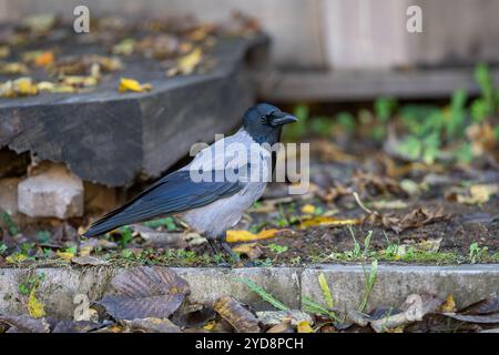 Eurasischer schwarzer grauer Vogel im Hinterhof-Hintergrund. Kapuzenkrähe (Corvus cornix), auch Hoodie genannt, steht auf dem Boden, bedeckt mit Herbstblättern Stockfoto