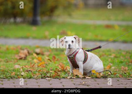 Sitzender, zitroniger und weißer, glatter Mantel Jack Russell Terrier. Parson Jack Russell Terrier sitzt in einem Park zwischen herabfallenden Herbstblättern. Stockfoto