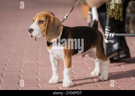 Beagle Hündchen steht auf dem Gehweg. Nahaufnahme eines Beagle-Welpen, der auf dem Bürgersteig steht. Porträt eines jungen Beagle-Hundes. Foto im Freien. Stockfoto