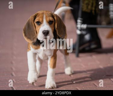 Beagle Hündchen steht auf dem Gehweg. Nahaufnahme eines Beagle-Welpen, der auf dem Bürgersteig steht. Porträt eines jungen Beagle-Hundes. Foto im Freien. Stockfoto