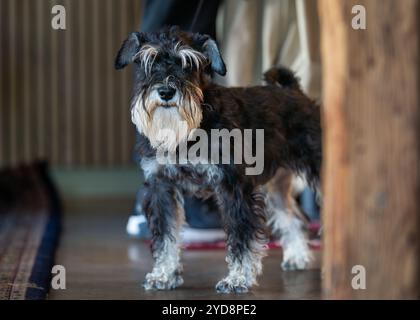 Porträt eines schwarz-silbernen Miniatur-Schnauzers, der die Kamera auf einem Café-Hintergrund betrachtet. Nahaufnahme eines Miniatur-Schnauzers, der auf dem Boden steht Stockfoto