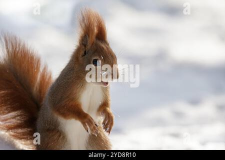 Das „lächelnde“ rote Eichhörnchen (Sciurus vulgaris) sitzt aufrecht im Schnee. Polen. Kopierbereich. Platz zum Hinzufügen von Text oder Design. Nahaufnahme Stockfoto