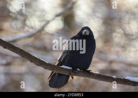 Vorderansicht des Turms (Corvus frugilegus), der im Winter auf einem schneebedeckten Zweig sitzt. Kraków, Polen. Unscharfer Hintergrund Stockfoto