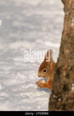 Rotes Eichhörnchen (Sciurus vulgaris) versteckt hinter einem Baum, mit einer Nuss in den Pfoten, mit Schnee in der offenen Öffnung. Tiere im Winter füttern. Kopierbereich Stockfoto