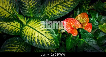 Rote Anthuriumblüte mit nassen tropischen Pflanzen Stockfoto