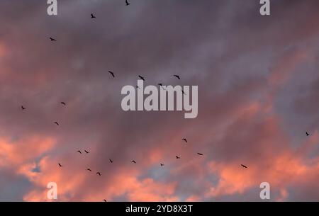 Vögel strömen bei Sonnenuntergang vor orange gefärbten Wolken Stockfoto