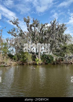 Foto von Old man's Beard oder Bartmoos im Barataria Preserve Louisiana USA Stockfoto