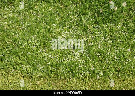 Apium repens, kriechendes Marschkraut Stockfoto