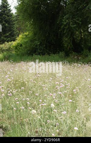 Armeria maritima ssp. Elongata, Seekriminalität Stockfoto