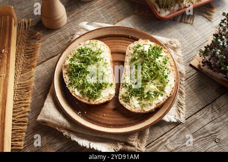Zwei Scheiben Sauerteigbrot mit frischer, selbst angebauter Gartenkresse, Mikrogrün oder Sprossen Stockfoto