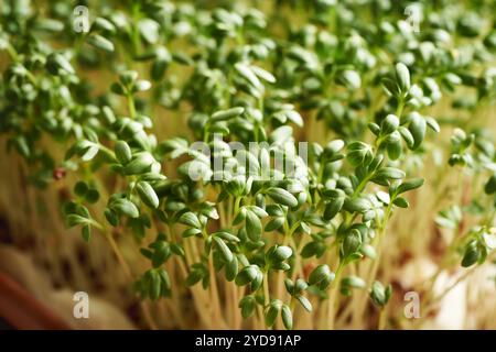 Nahaufnahme von frischen jungen Gartenkressen oder Mikrogrün, die in Innenräumen wachsen Stockfoto