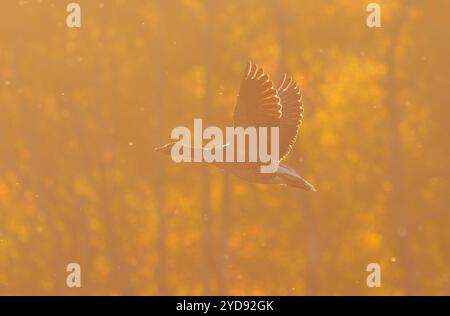 16. Oktober 2024, Schleswig-Holstein, Lübeck: 17.10.2024, Lübeck. Eine Anser anser fliegt an einem Oktobertag im Naturpark Schellbruch in Lübeck an der Unteren Trave vor Bäumen im Hintergrund der tiefen Herbstsonne. Tausende von Gänsen verschiedener Arten sammeln sich hier während der Herbstsaison. Foto: Wolfram Steinberg/dpa Foto: Wolfram Steinberg/dpa Stockfoto