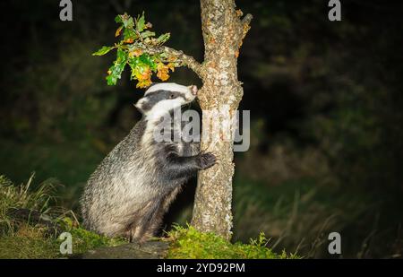 Dachse, wissenschaftlicher Name: Meles Meles. Wilder, einheimischer, europäischer Dachs im Herbst, putzt ihre Klauen an einer jungen Eiche. Nach rechts. Nahaufnahme. Scott Stockfoto