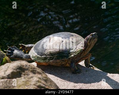 MALERISCHE SCHILDKRÖTE BEIM SONNENBADEN IM HECKSCHER PARK IN HUNTINGTON, NY (LONG ISLAND) Stockfoto