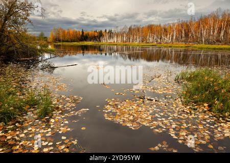 Nordamerika; USA; Taiga: Creamer's Field State Game Refuge; Fairbanks; Herbstfarbe. Stockfoto