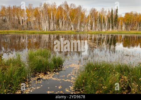 Nordamerika; USA; Taiga: Creamer's Field State Game Refuge; Fairbanks; Herbstfarbe. Stockfoto