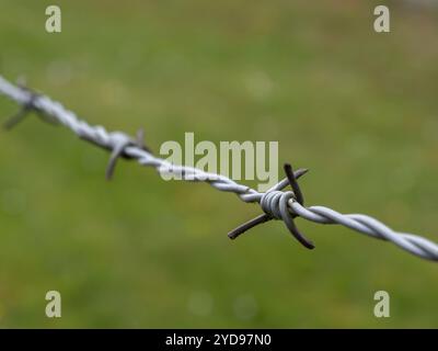 Stacheldraht nah oben auf verschwommenem grünem Grashintergrund Stockfoto