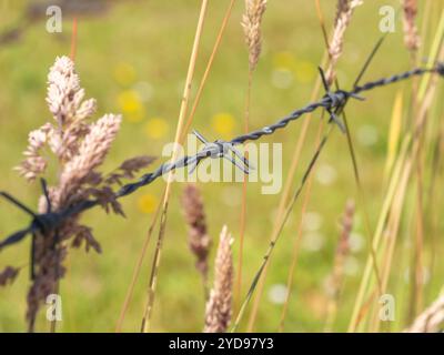 Stacheldraht mit grünem Gras im Hintergrund. Stockfoto