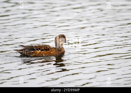 Feale Wigeon Ente, Mareca penelope, schwimmt auf einem See Stockfoto