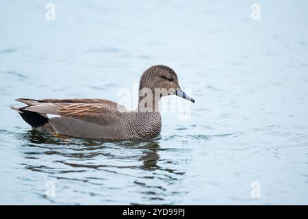 Männliche Gadwall-Ente, Mareca strepera, auf einem See Stockfoto