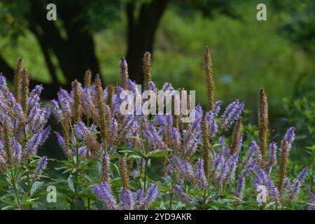 Kandelaber Speedwell Stockfoto