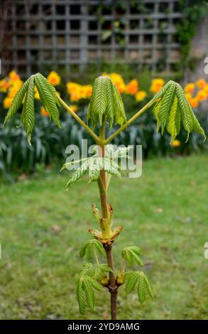 Neu gebildete Horse Chestnut 'Aesculus hippocastanum' Bud Leaves On (Conker Tree) Sapling in einem englischen Landgarten, Lancashire. UK. Stockfoto