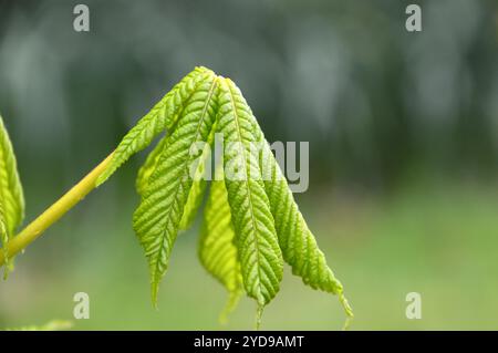 Neu gebildete Horse Chestnut 'Aesculus hippocastanum' Bud Leaves On (Conker Tree) Sapling in einem englischen Landgarten, Lancashire. UK. Stockfoto