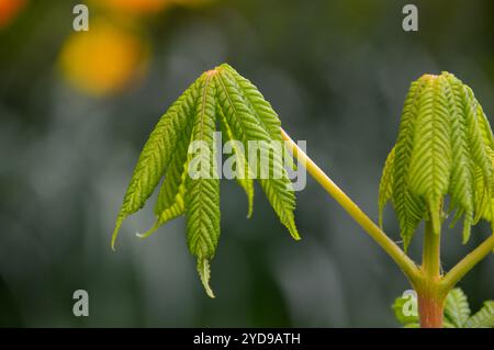 Neu gebildete Horse Chestnut 'Aesculus hippocastanum' Bud Leaves On (Conker Tree) Sapling in einem englischen Landgarten, Lancashire. UK. Stockfoto