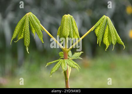 Neu gebildete Horse Chestnut 'Aesculus hippocastanum' Bud Leaves On (Conker Tree) Sapling in einem englischen Landgarten, Lancashire. UK. Stockfoto