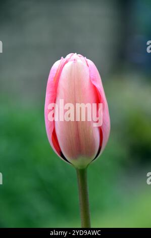 Einzelne rosafarbene Darwin Hybrid Tulipa „Pink Impression“-Tulpe in einem englischen Country Garden, Lancashire, England, Großbritannien. Stockfoto