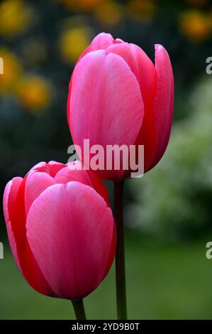 Ein Paar Pink Darwin Hybrid Tulipa „Pink Impression“ Tulpen in einem englischen Country Garden, Lancashire, England, Großbritannien. Stockfoto