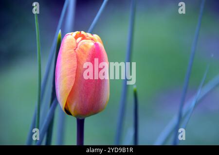 Eine rote/gelbe Darwin Hybrid Tulipa „Apeldoorn's Elite“ Tulpe wird in einem englischen Country Garden, Lancashire, England, Großbritannien, ausgestellt. Stockfoto