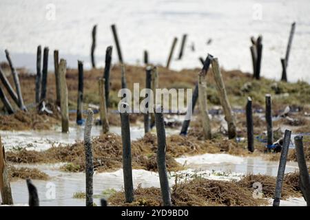 Seeunkrautplantage an der Küste der Insel sansibar Stockfoto