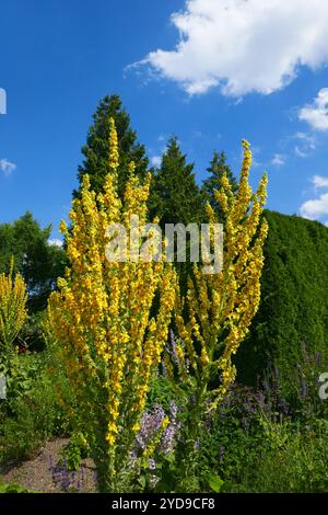 Kleinblütige Mullein Stockfoto