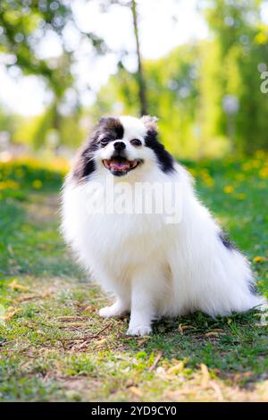 Ein lächelnder Pommerschen Hund im Gras. Schwarz-weiß pommern. Ein Haustier auf einem Spaziergang. Foto für das Cover . Foto eines Tieres f Stockfoto