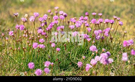 Rosa Blumen auf der Wiese an einem sonnigen Tag. Naturhintergrund. Armeria maritima Stockfoto