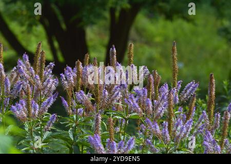 Kandelaber Speedwell Stockfoto