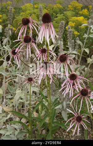 Echinacea Githago, blasser Sonnenhut Stockfoto