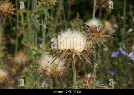 Silybum marianum, mariendistel Stockfoto