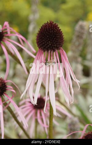 Echinacea Githago, blasser Sonnenhut Stockfoto