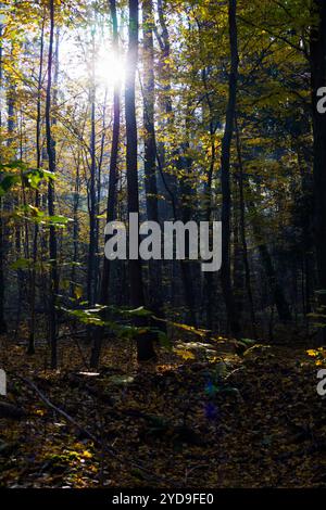 Die helle und warme Sonne scheint sanft durch die üppigen grünen Bäume in dem ruhigen und ruhigen Wald, der uns umgibt Stockfoto