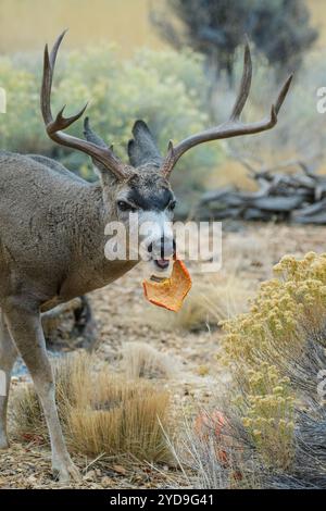 USA, Oregon, Bend, Rancho Las Hierbas, Odocoileus hemionus, Maultierhirsch, Schwarzer Schwanz, Stockfoto