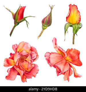 Set aus Rosen mit Blütenblättern in leuchtenden Rot-, Orange-, Gelb- und Knospentönen. Handgezeichnete Aquarellillustration von Blumen isoliert auf weißem Hintergrund Stockfoto