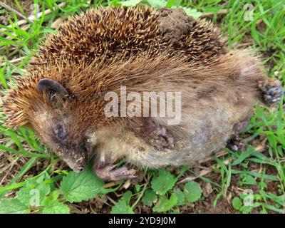 ...Blick auf ein Opfer des ungehemmten Straßenverkehrs... Verkehrsopfer Igel Seitenlage Portraet *** Sicht eines Opfers eines ungebremsten Straßenverkehrsopfers Igel Seitenlage Portraet Stockfoto