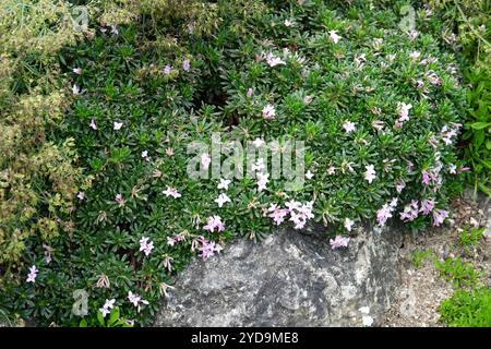 Daphne arbuscula Stockfoto